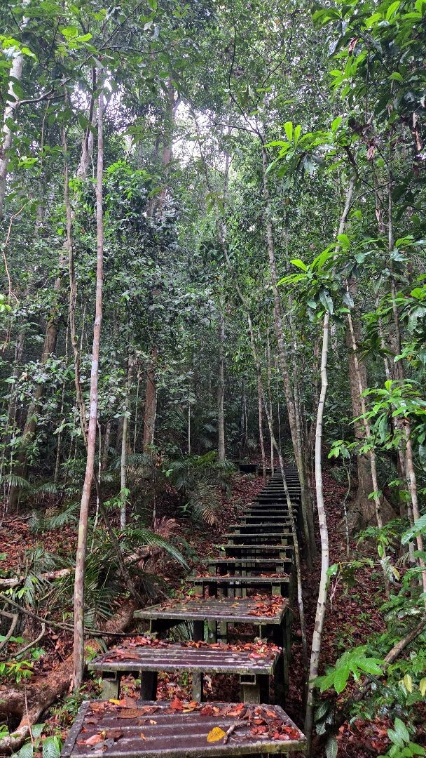 Tahan Hide + Swamp loop