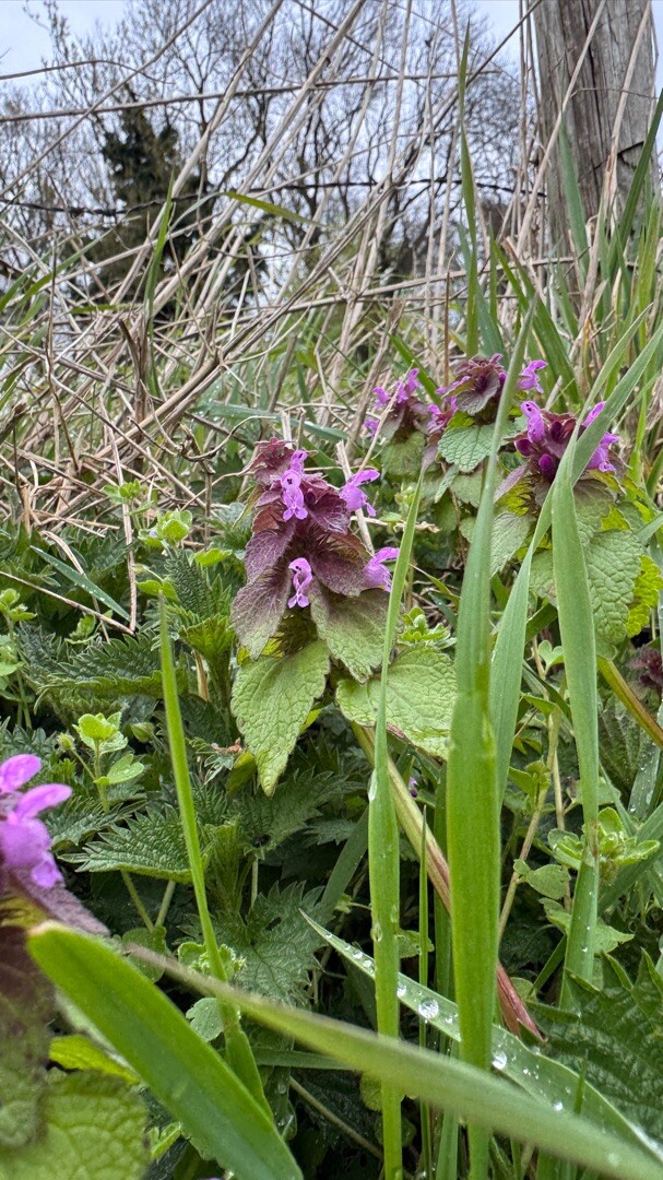 Rengelaoteroute SC07 Schinnen