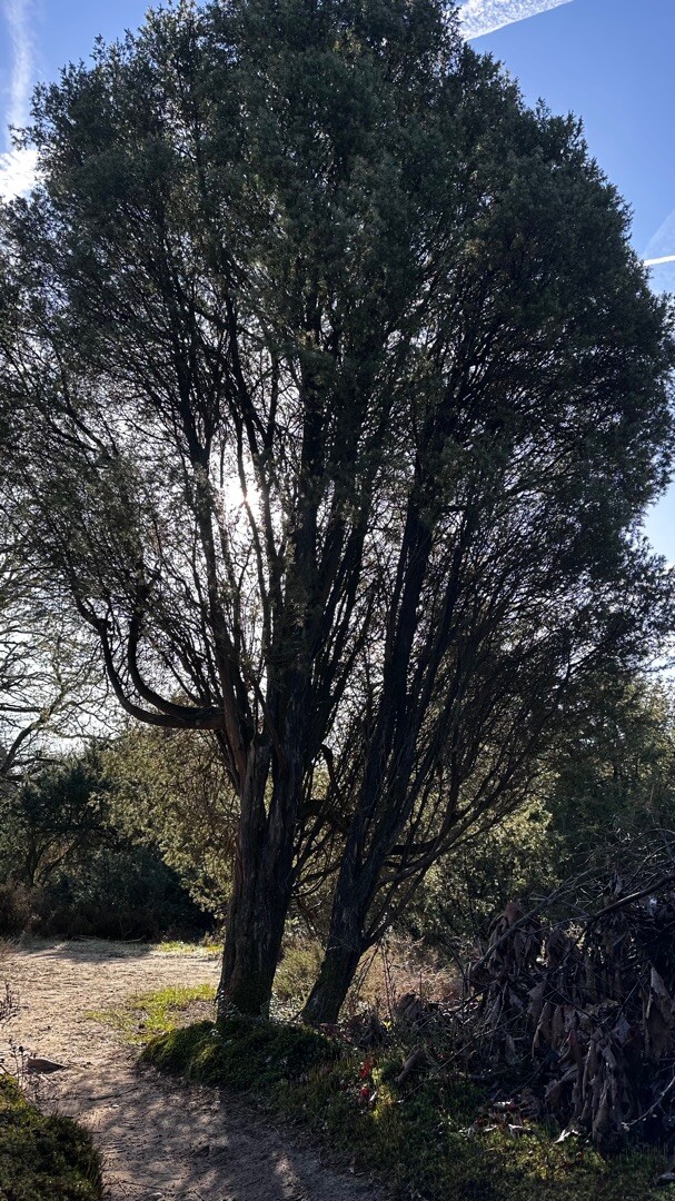 Sallandse Heuvelrug - Oranje