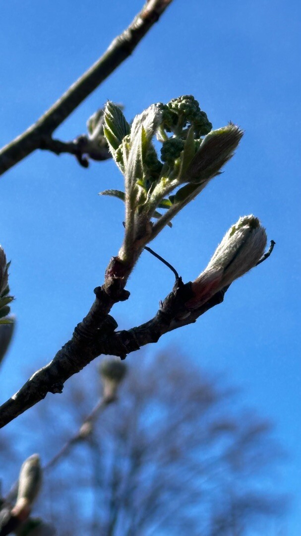Sallandse Heuvelrug - Paars