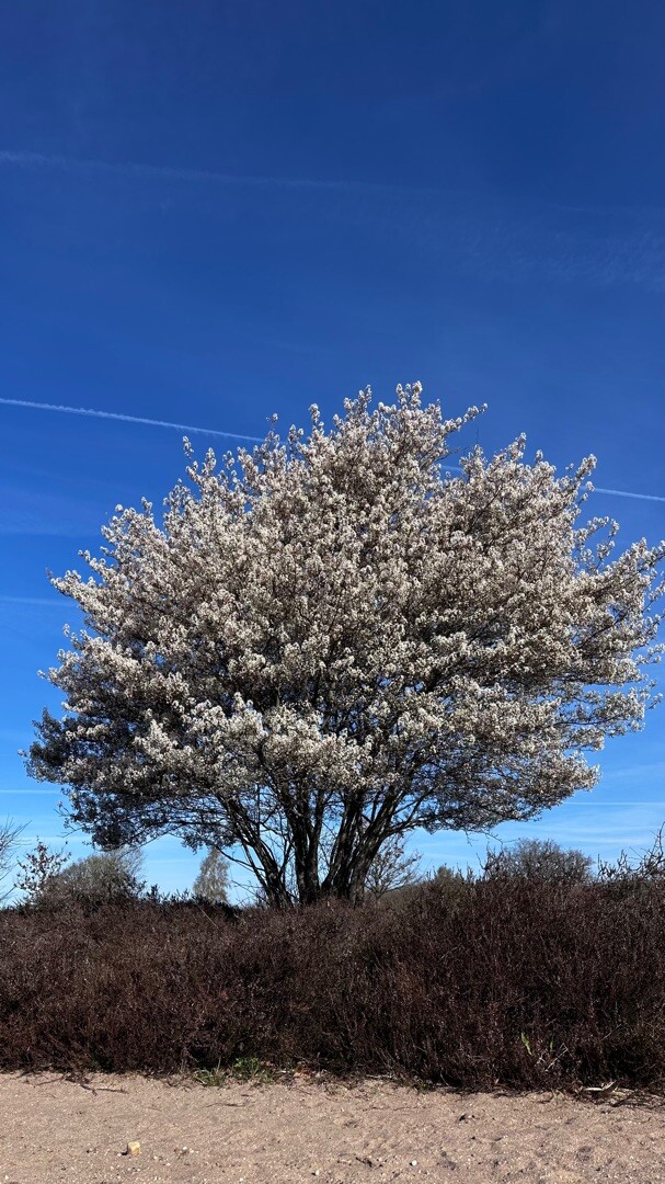 Sallandse Heuvelrug - Paars