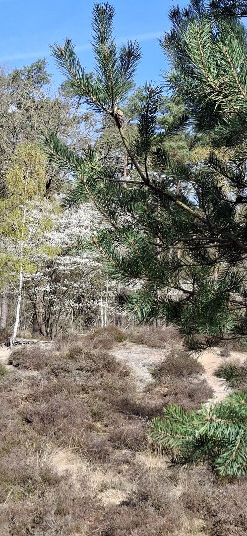 Wandelroute Buiten in de kuil