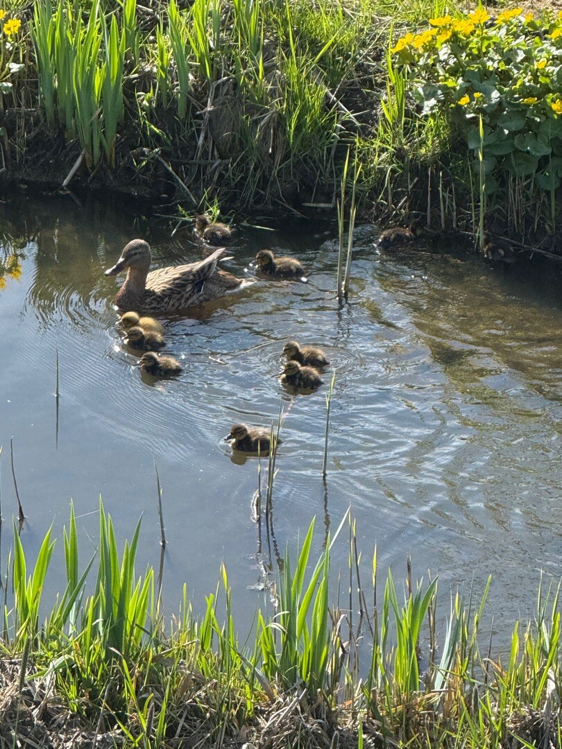 Oosterwolde - Kampen · Zuiderzeepad etappe 15