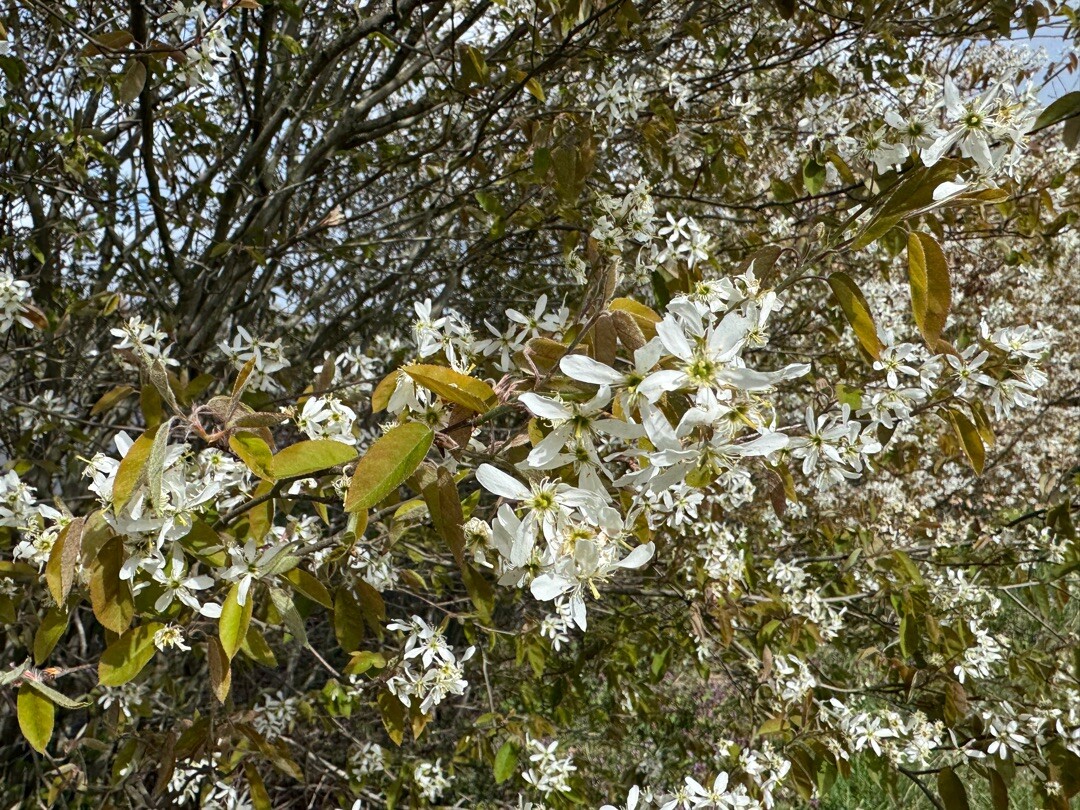 Harderwijk - Nunspeet · Zuiderzeepad etappe 13