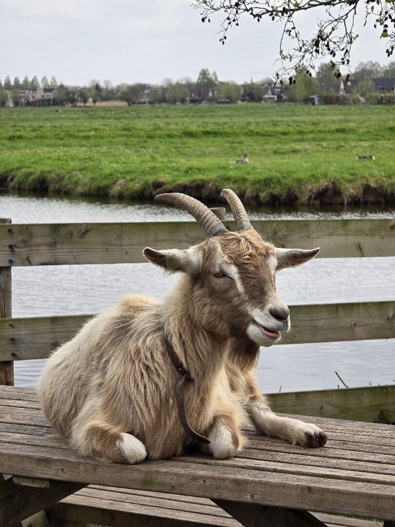 Wandeling Kinderdijk