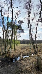 Wandelroute Appelbergen