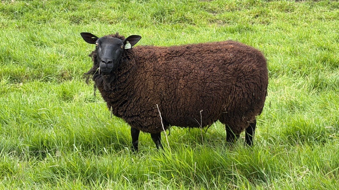 Wijchen - Grave · Streekpad Nijmegen etappe 3