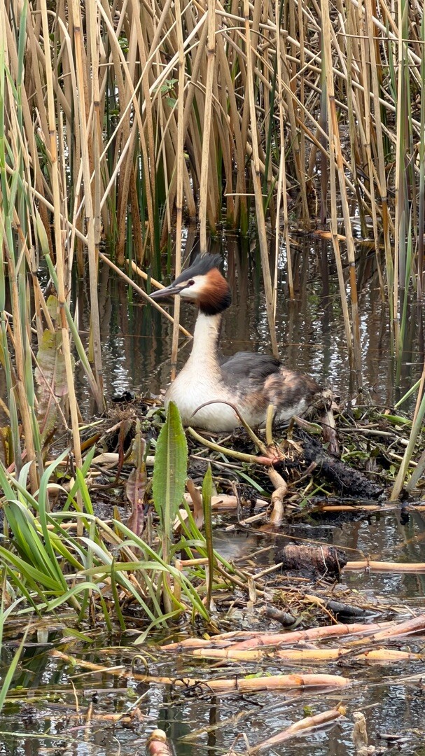 Wijchen - Grave · Streekpad Nijmegen etappe 3