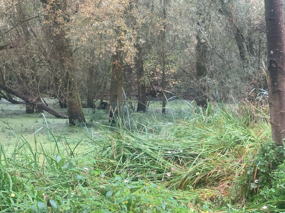 Genneper watermolen - Motel Eindhoven · Hertog Hendrikpad etappe 2