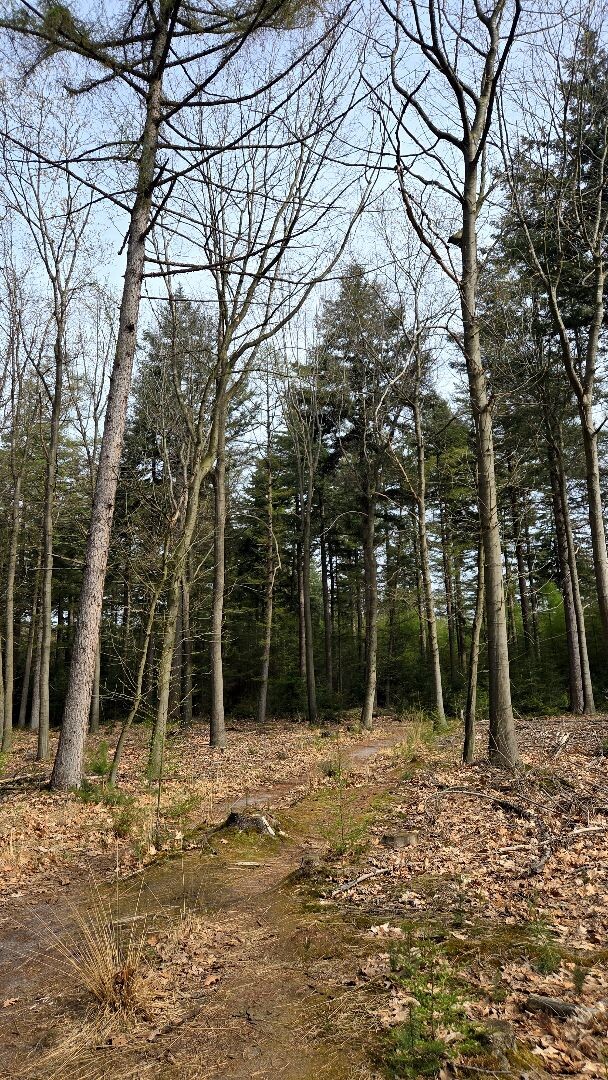 Zwarte Dennen - Geel