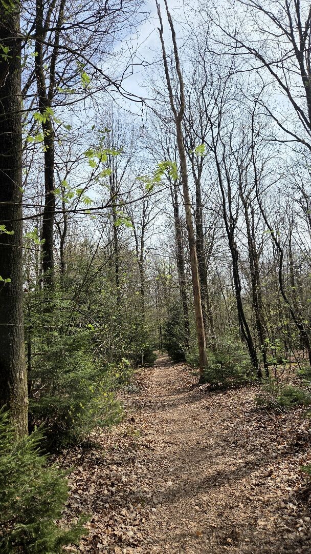 Wandelroute Zwarte Dennen - geel