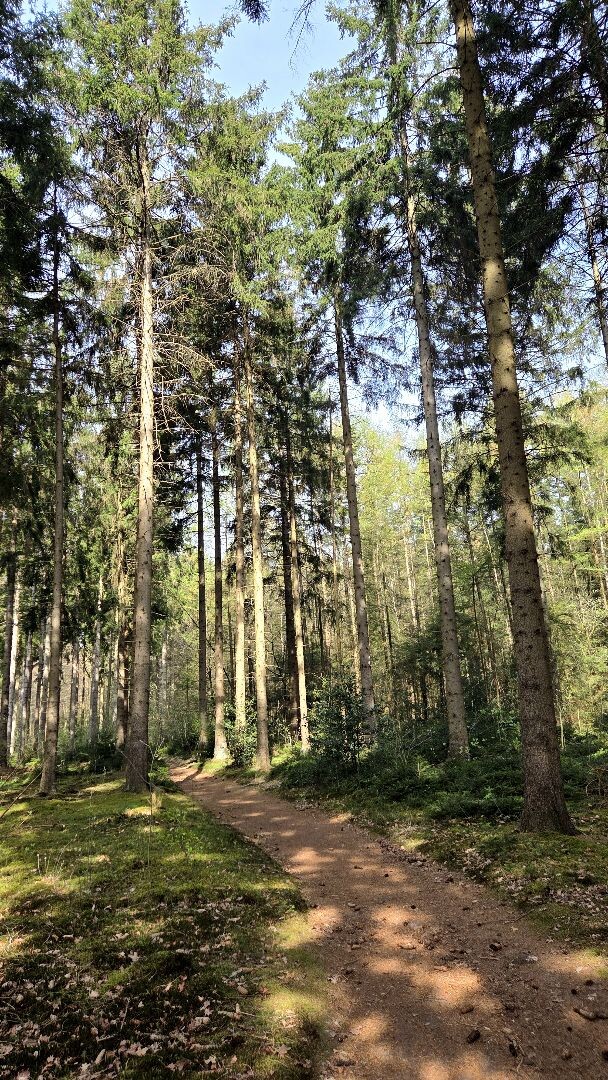 Wandelroute Zwarte Dennen - geel