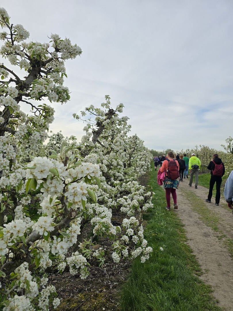 Betuwse Bloesemtocht