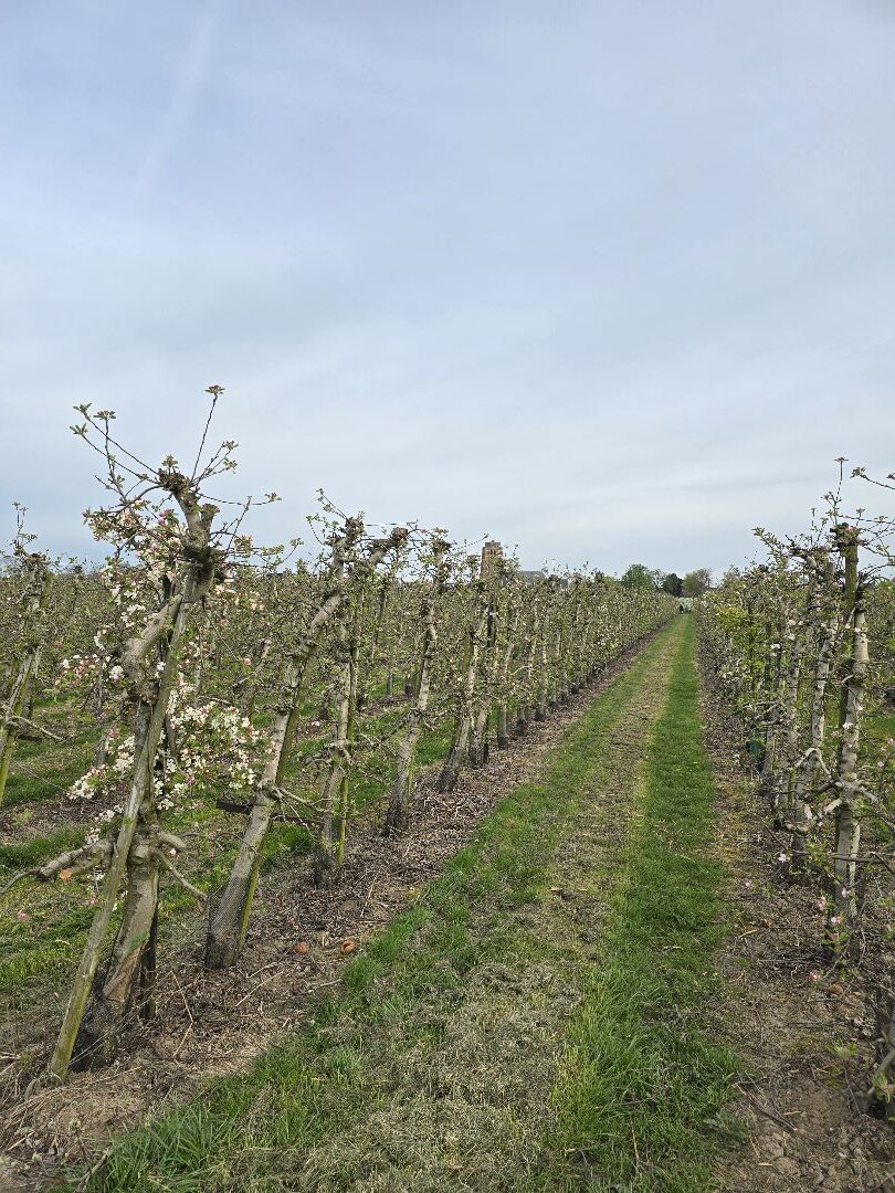 Betuwse Bloesemtocht