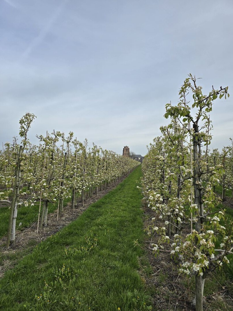 Betuwse Bloesemtocht