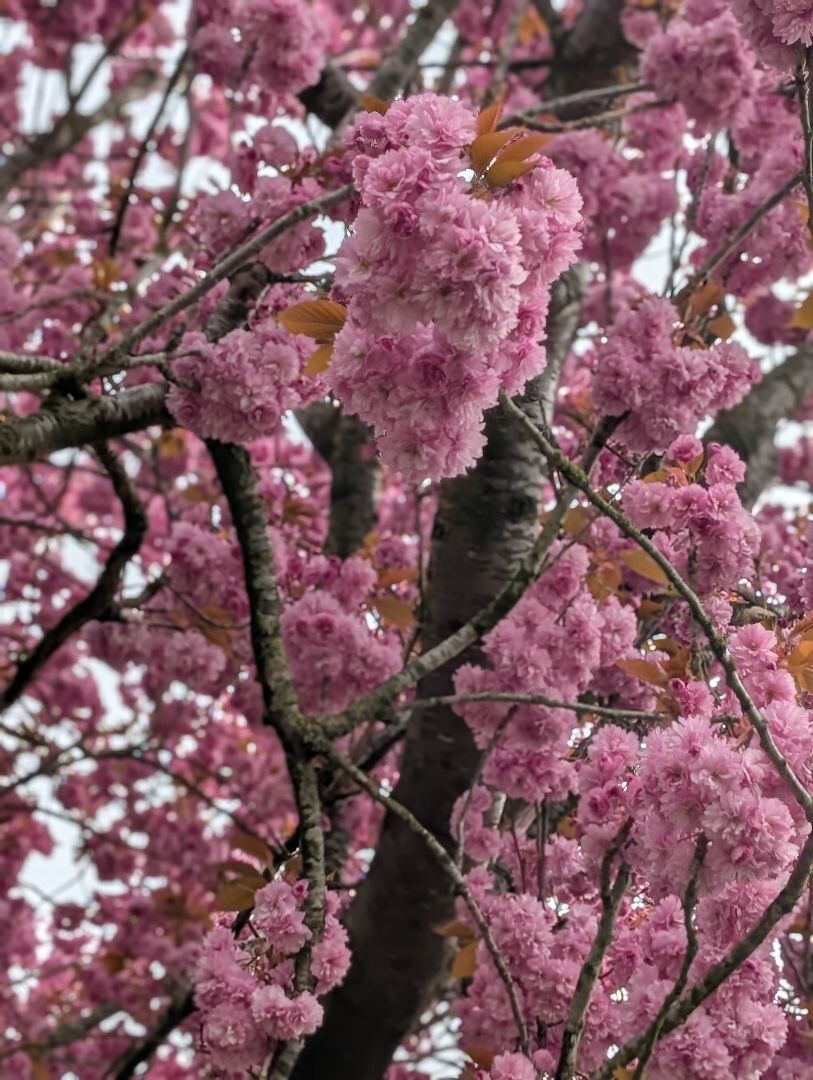 Betuwse Bloesemtocht