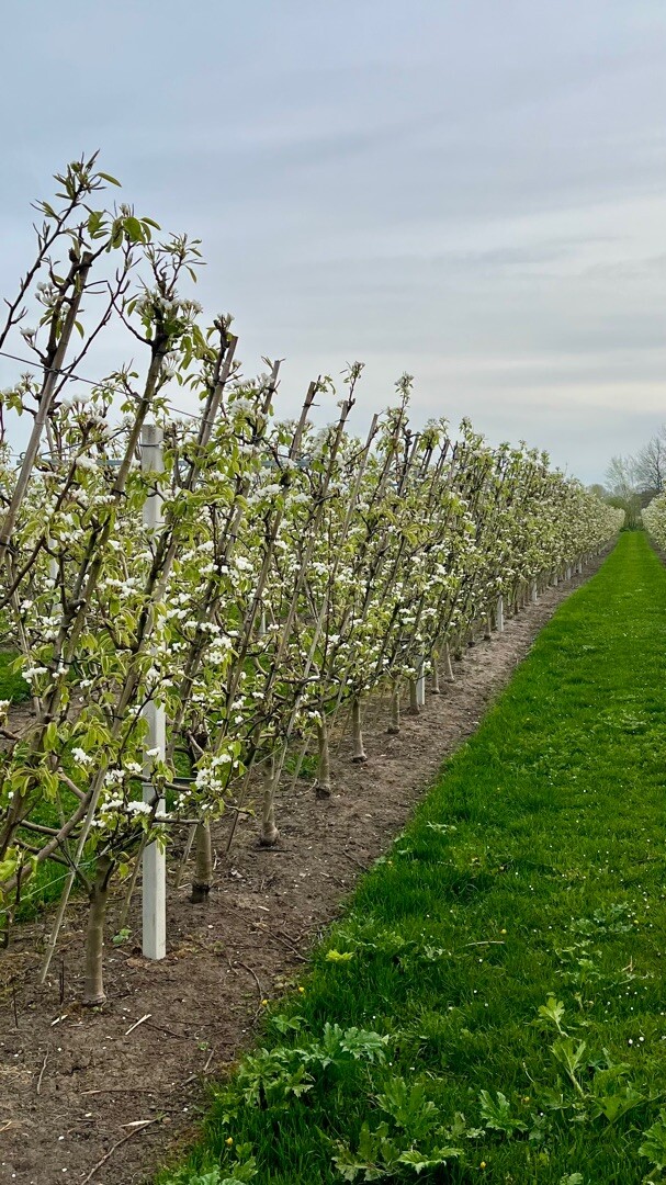 Betuwse bloesemtocht