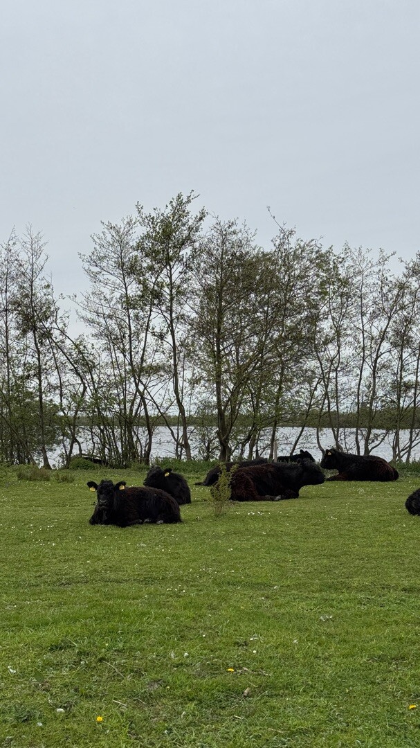 Rondje Molenplas vanuit Stevensweert