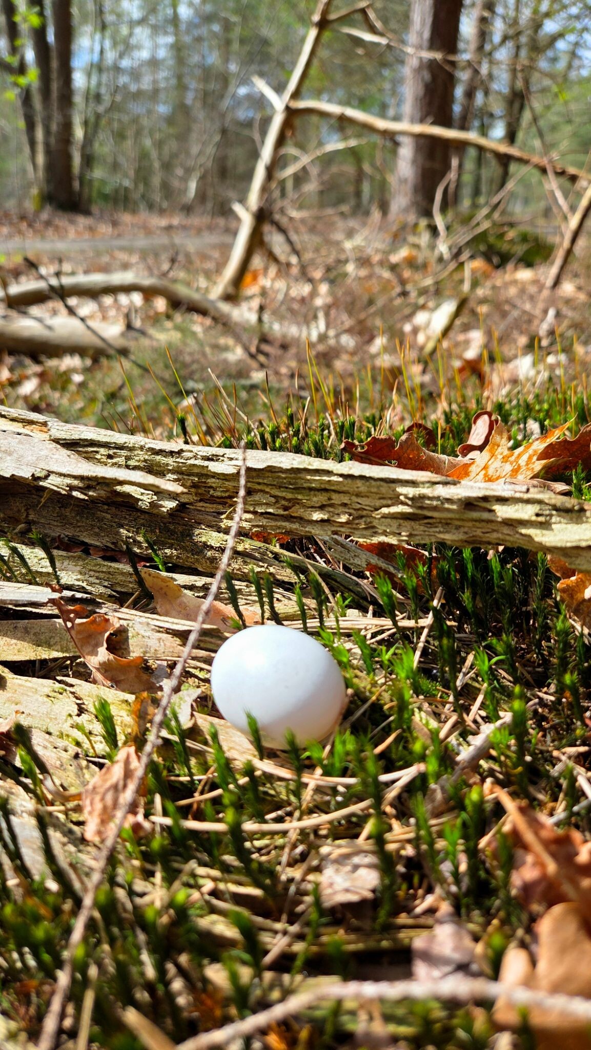 Wandelroute Ruinen wit