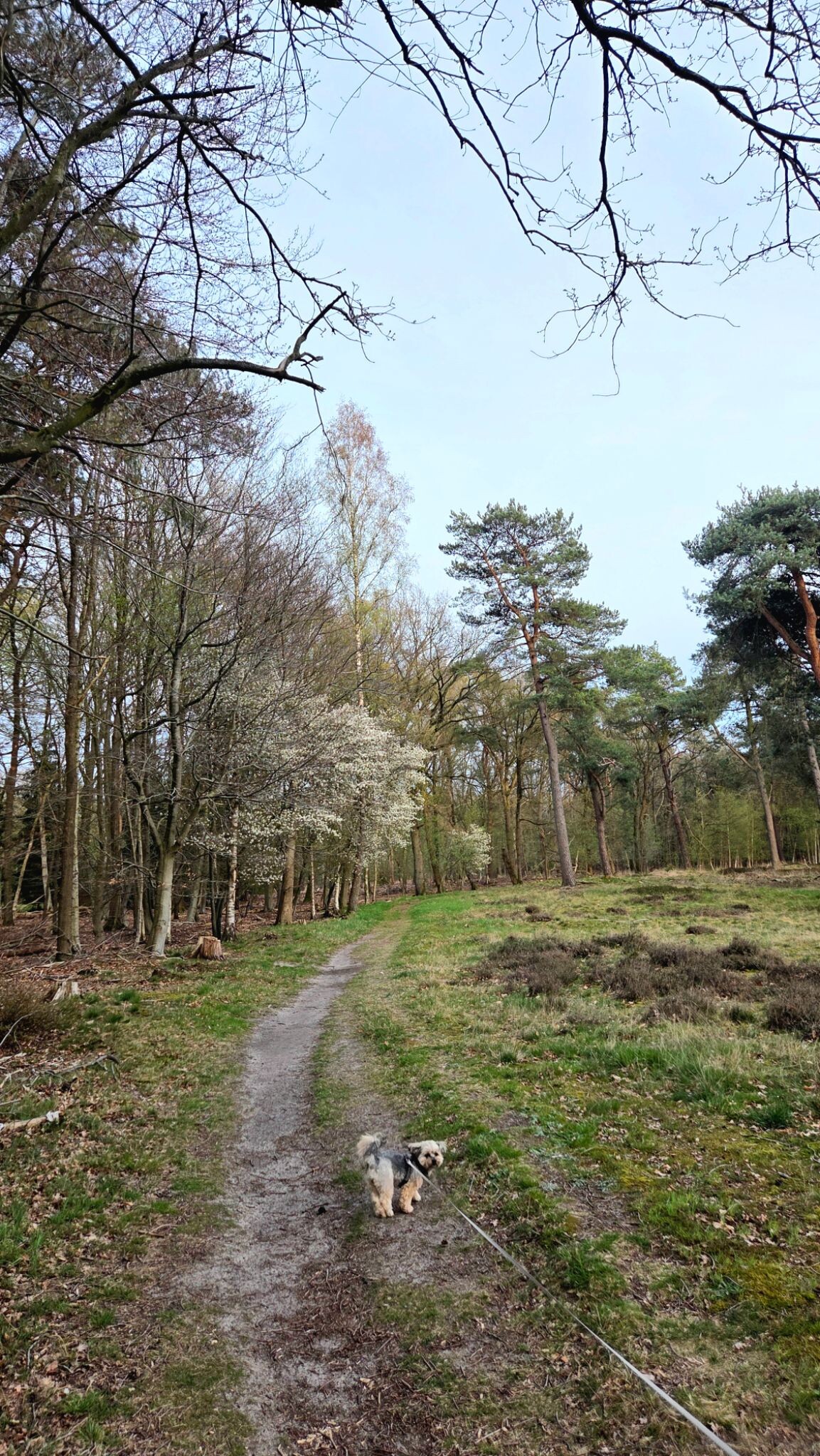 Rondwandeling Ruinen - groen