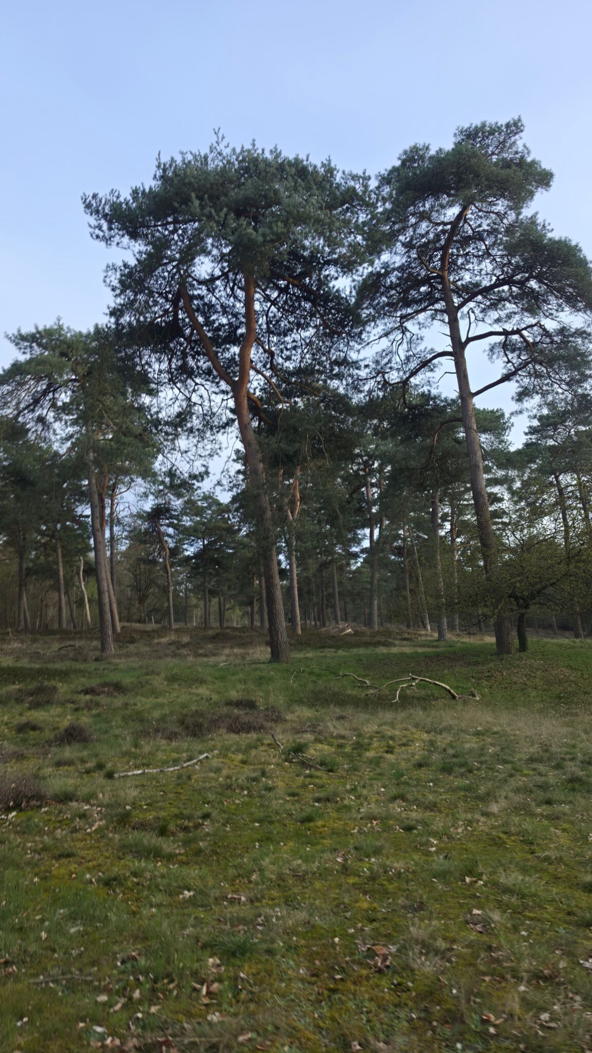 Rondwandeling Ruinen - groen