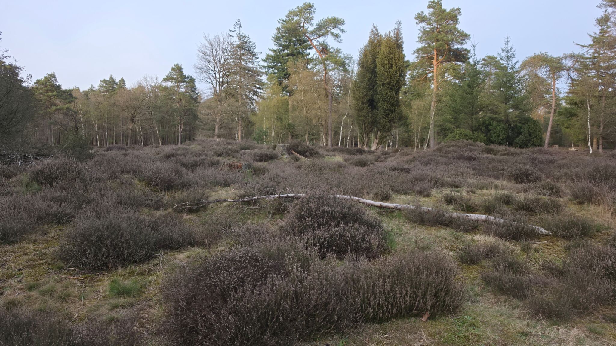 Rondwandeling Ruinen - groen