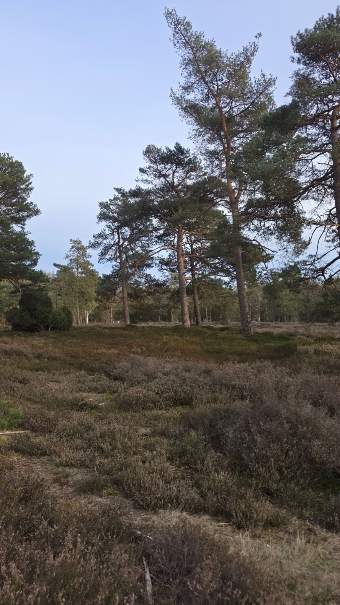 Rondwandeling Ruinen - groen