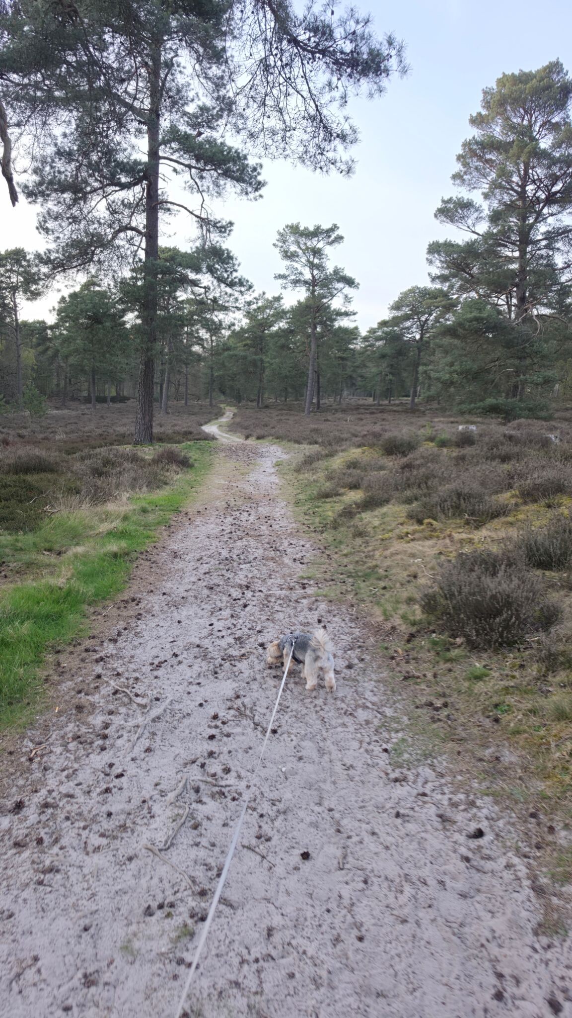 Rondwandeling Ruinen - groen