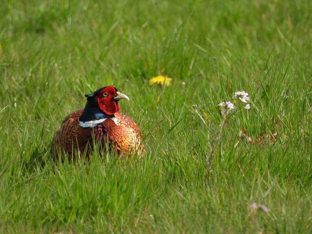 Vorden - Zelhem Pieterpad