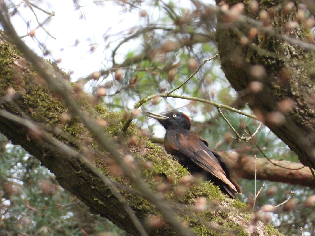 Vorden - Zelhem Pieterpad
