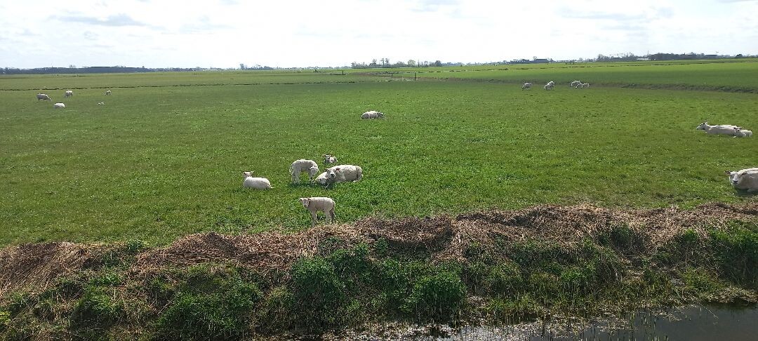Ziltepad rondwandeling Usquert- Warffum - Rottum