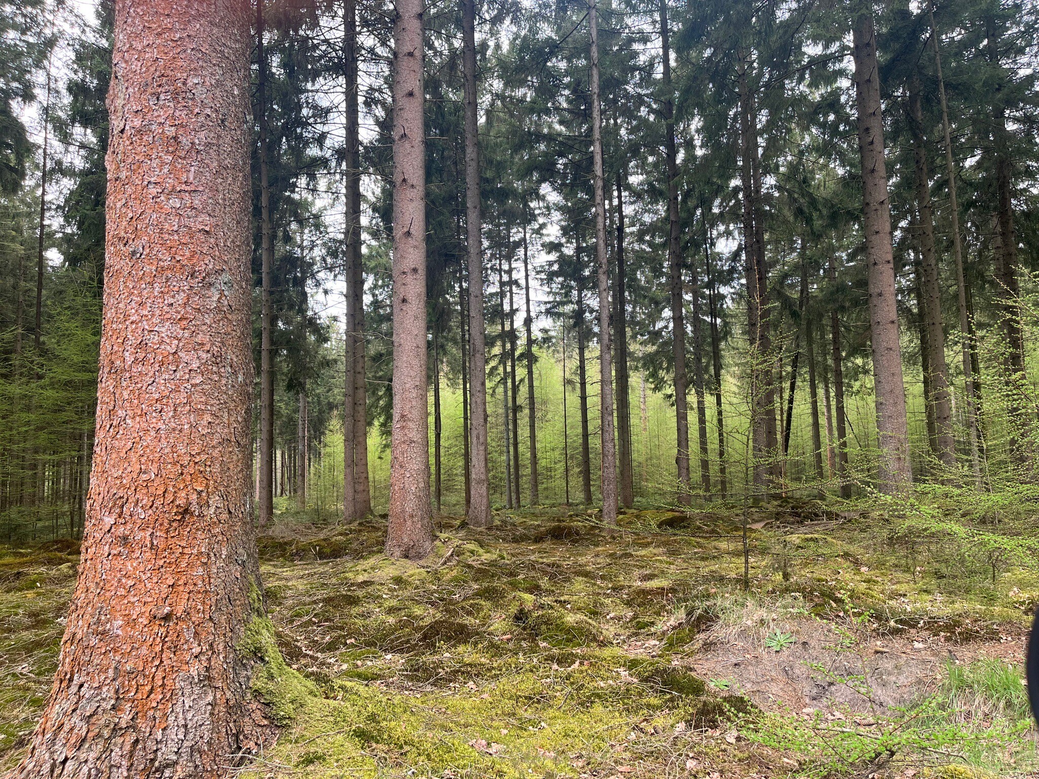 Rolde - Papenvoort · Roots Natuurpad etappe 6