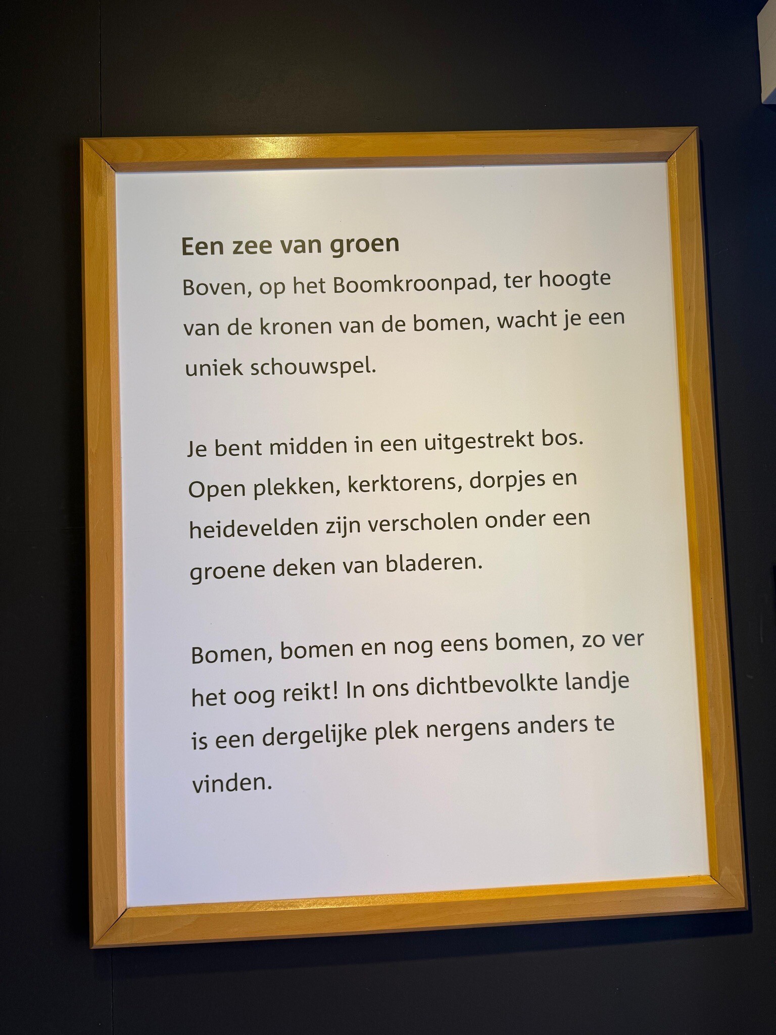 Bos met mystieke uitstraling