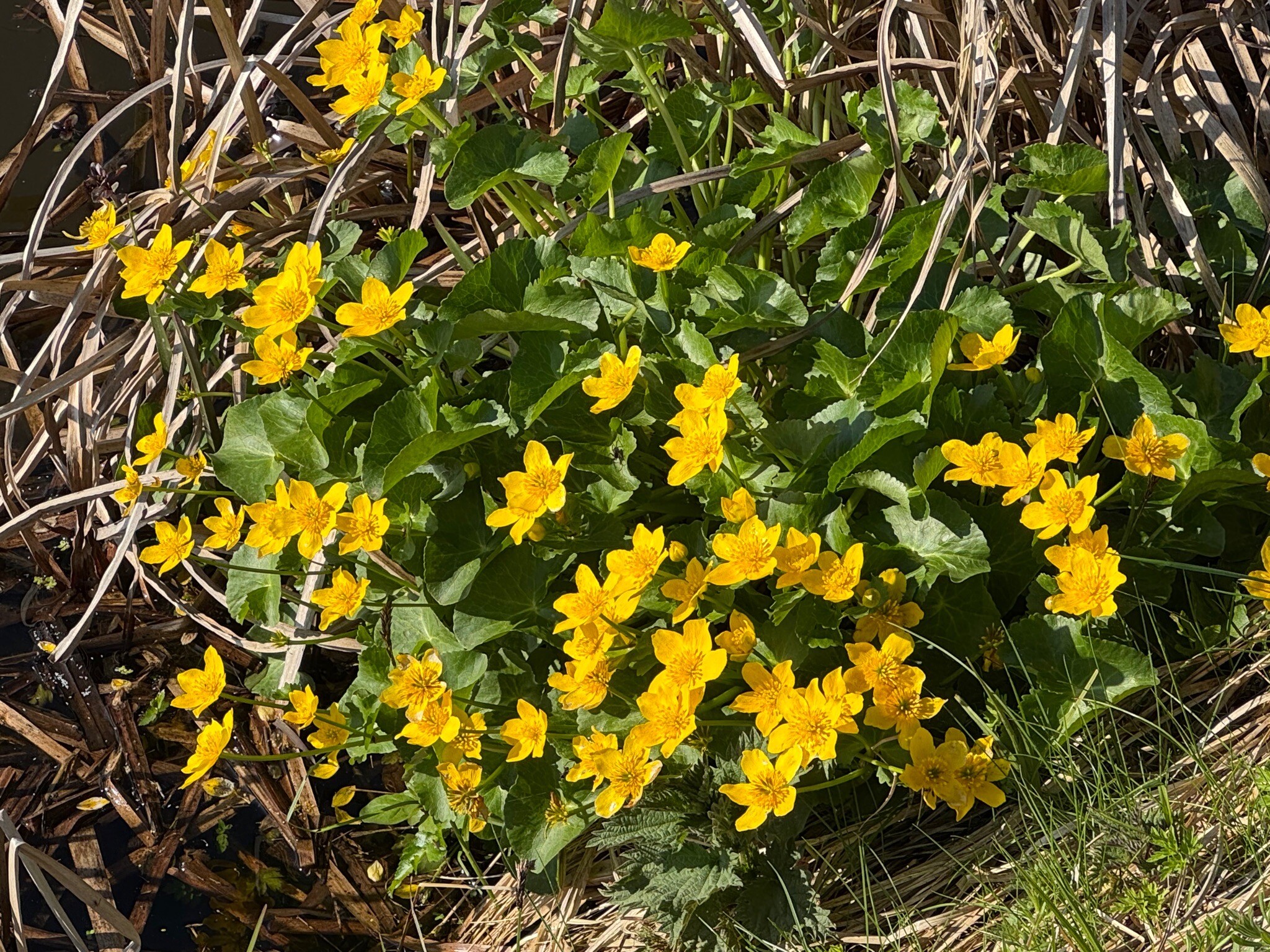 Oosterwolde - Kampen · Zuiderzeepad etappe 15