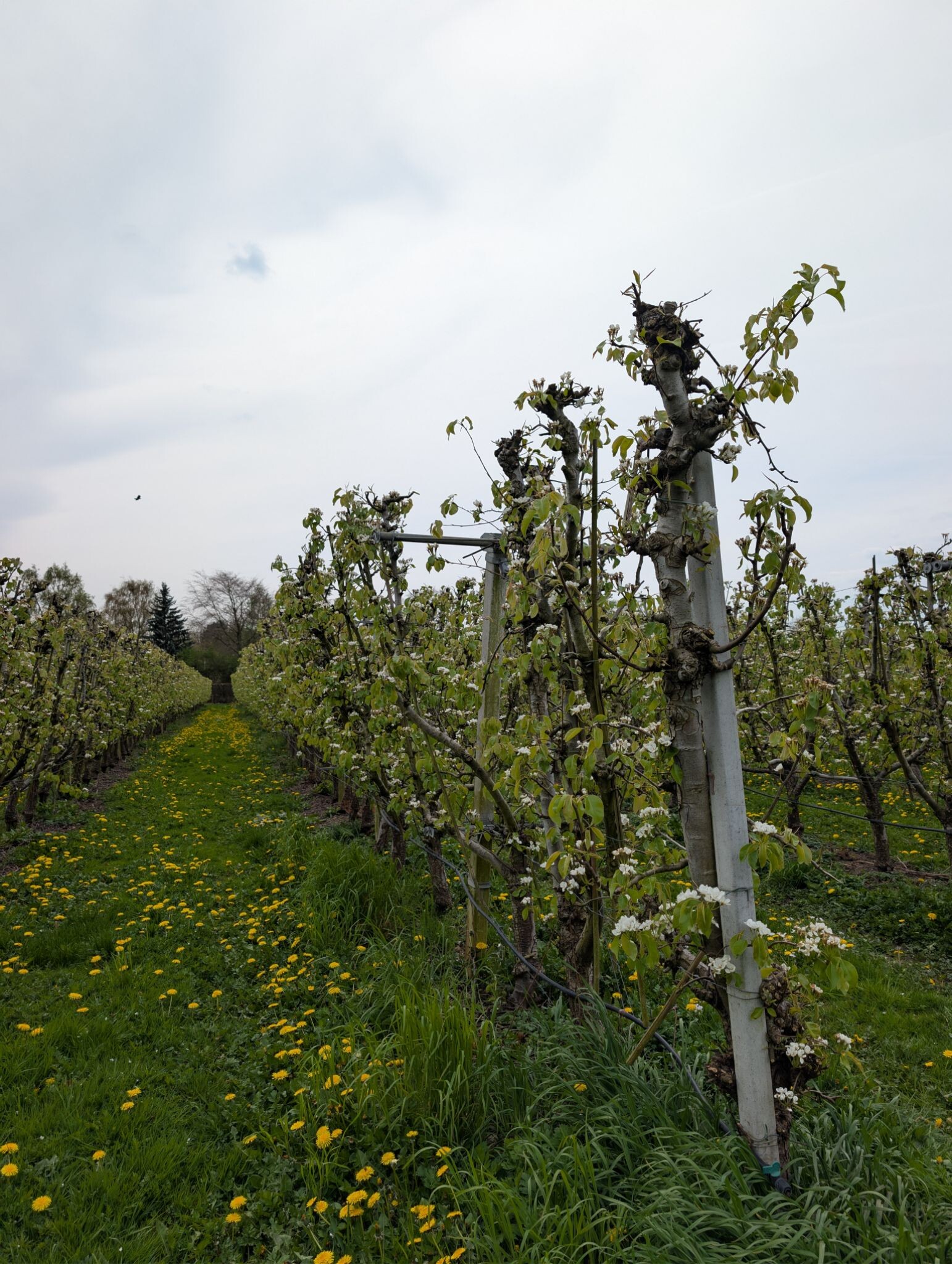 Vierdaagse - Dag van Elst