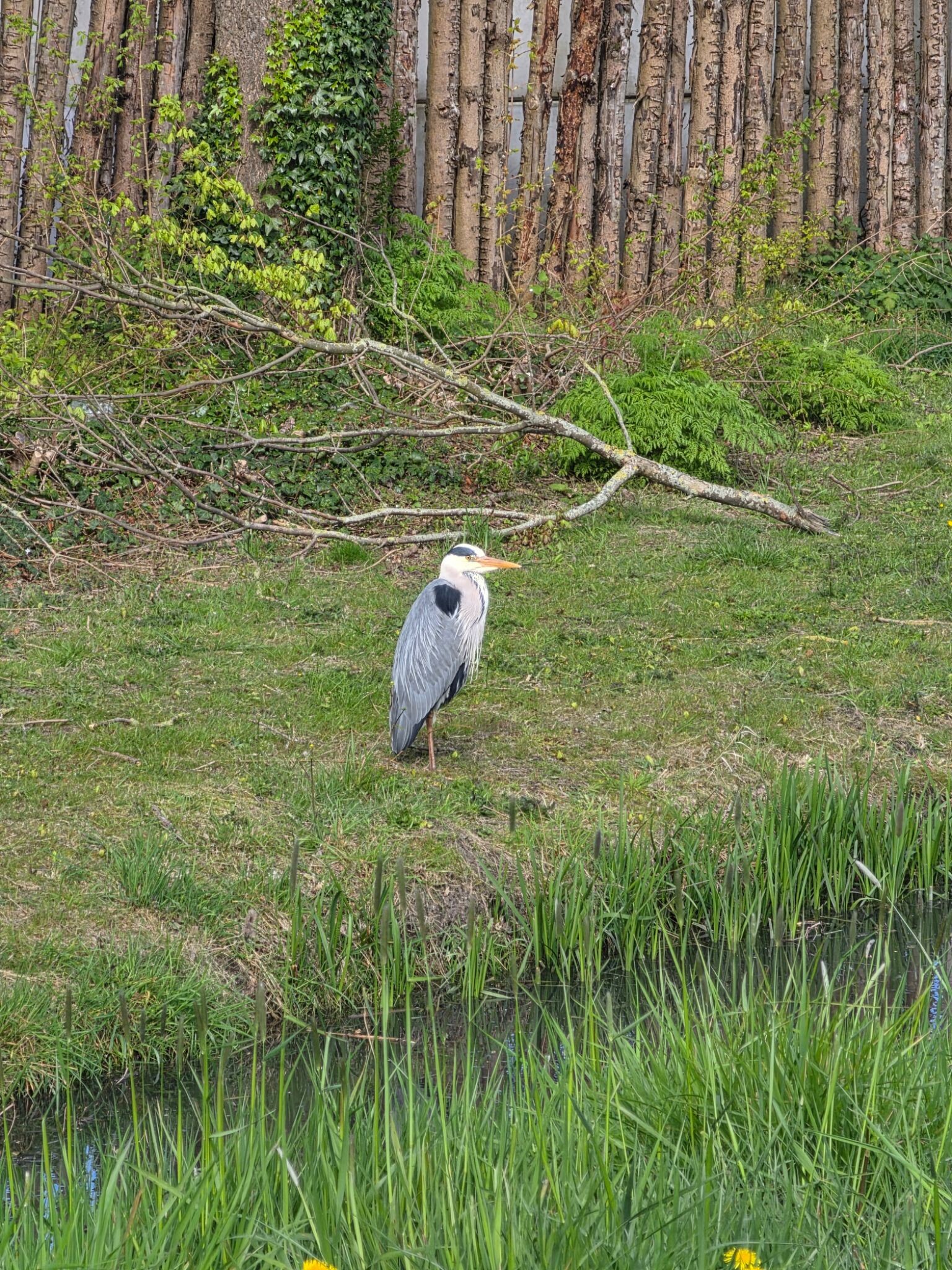 Medemblik, park, vooroever