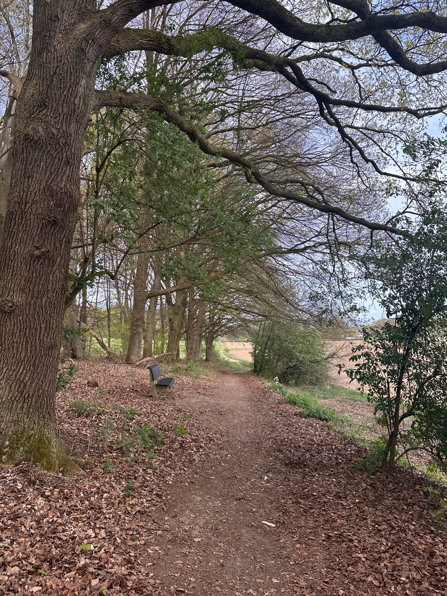 Berghse Bos wandelroute vanaf Landal Stroombroek