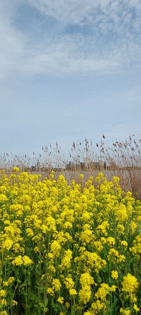 Nieuwe Bullewijkroute (groen)