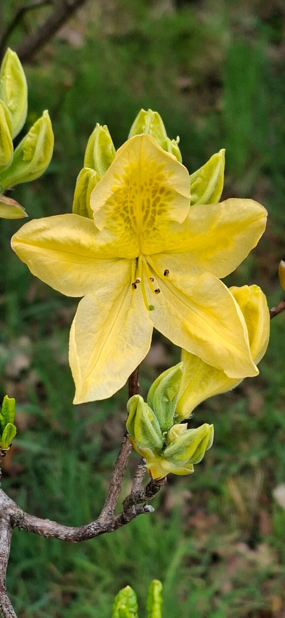 Airbornepad Market Garden - 30A · Airbornepad etappe 33