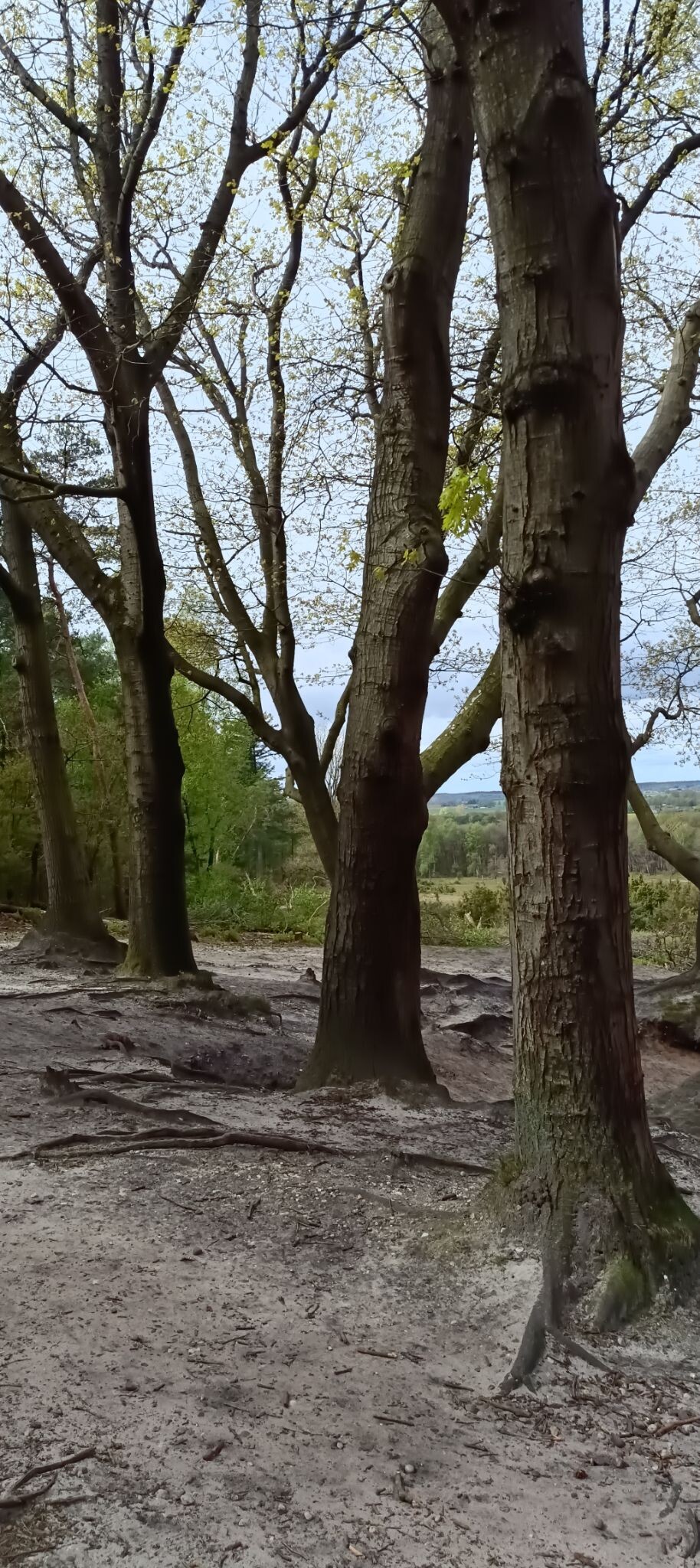 Ommen Wandelen