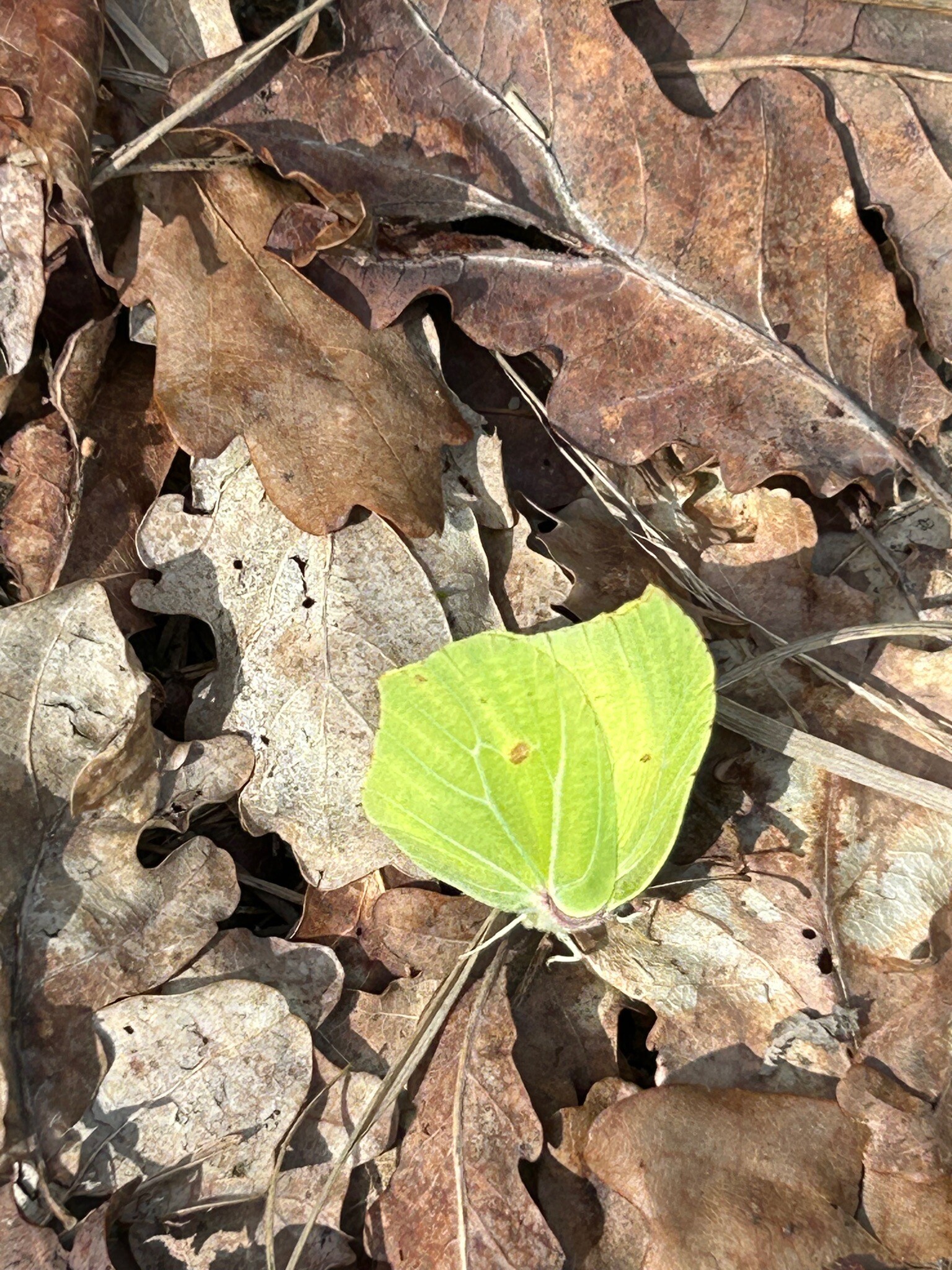 Kanonsbergroute Maashorst