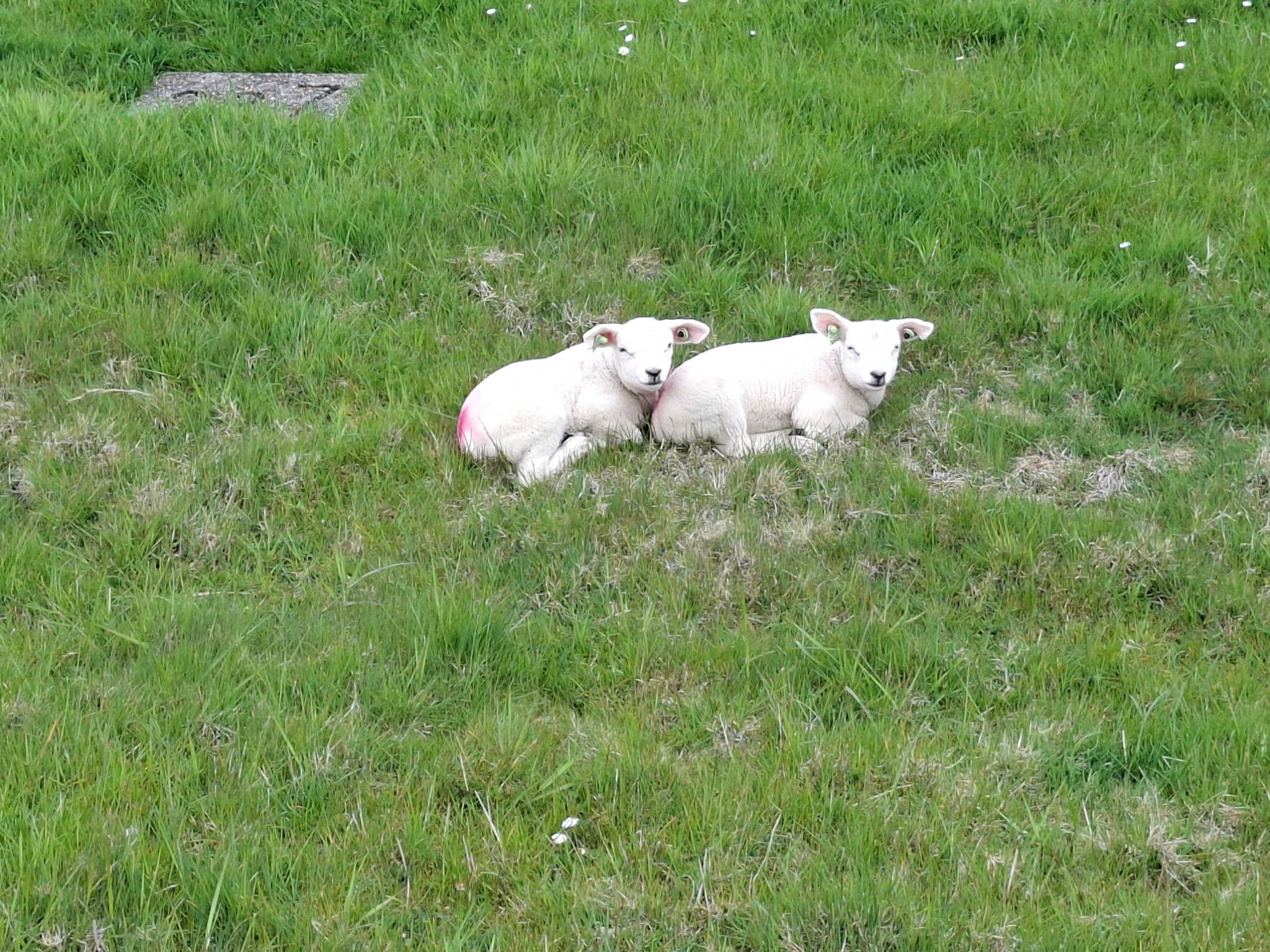 Sint Jacobieparochie (machinefabriek) - Ferwert · Nederlands Kustpad 3 etappe 6