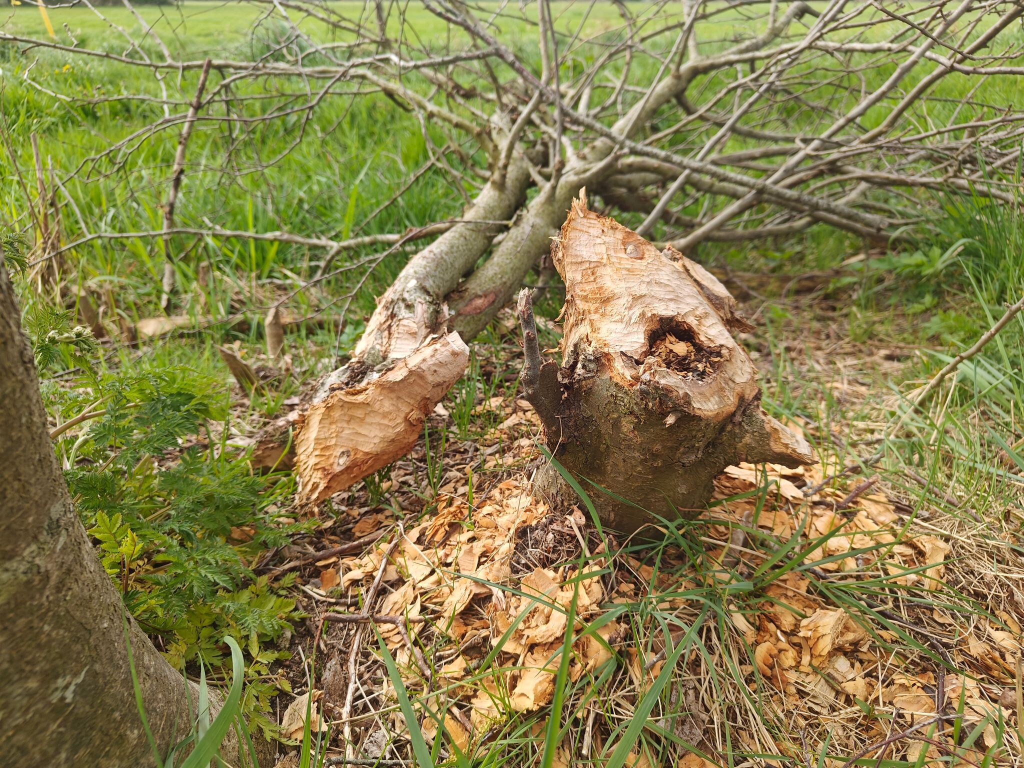 Rolde - Schoonloo · Pieterpad etappe 5