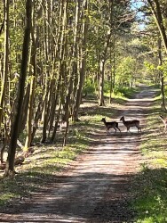 Boswachterspad Schuilhuttocht