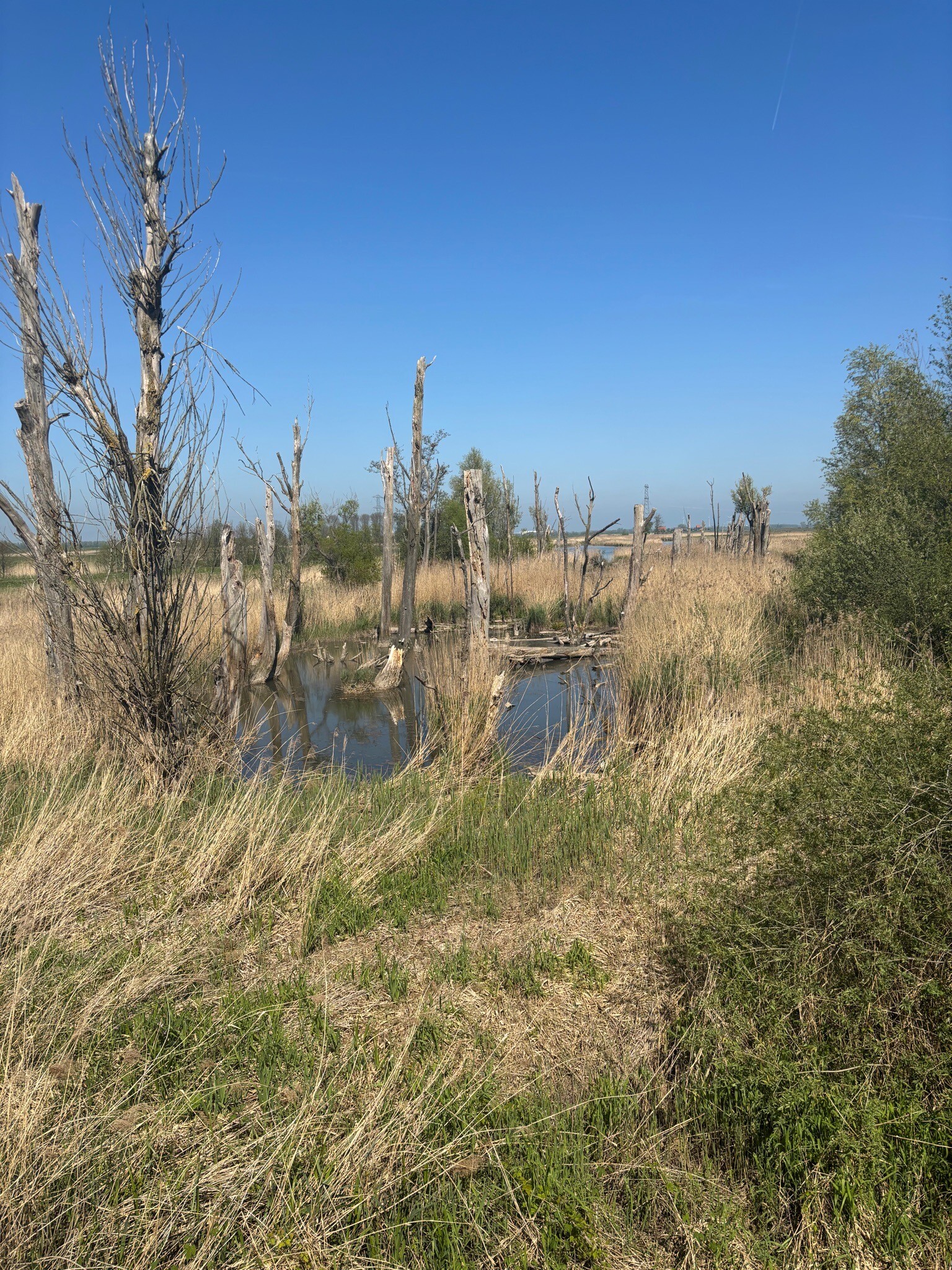 Steurgat - Veer Nieuwe Merwede · Waterliniepad etappe 20