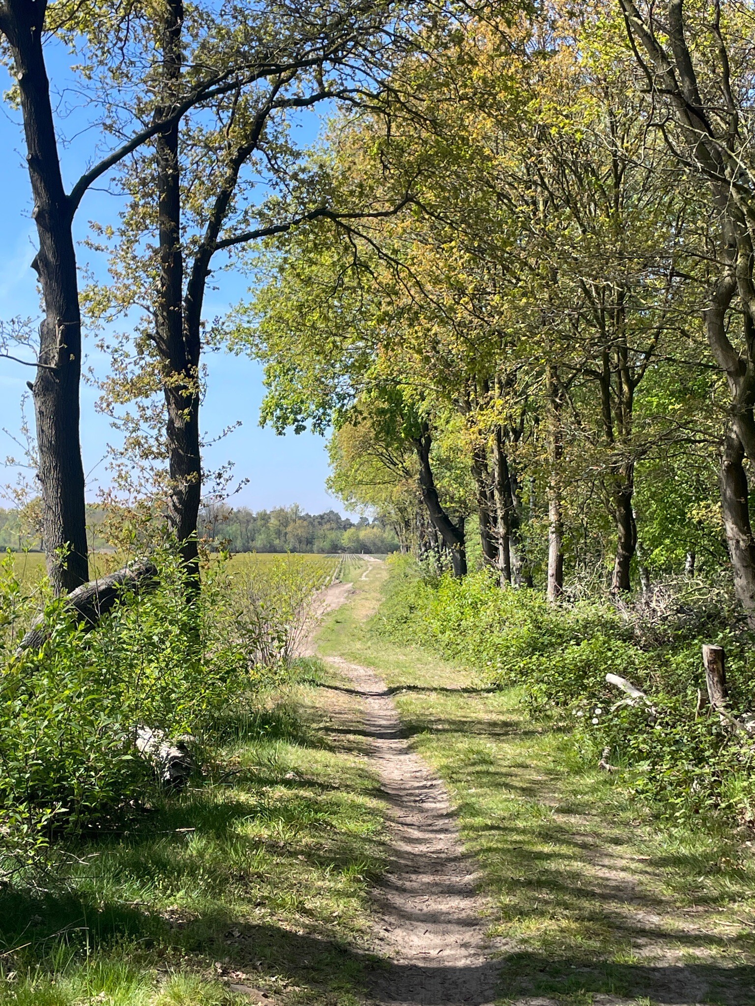 Veldhoven-dorp - Wintelre · Camino Brabant etappe 6