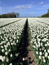 Diffelen - Groen
