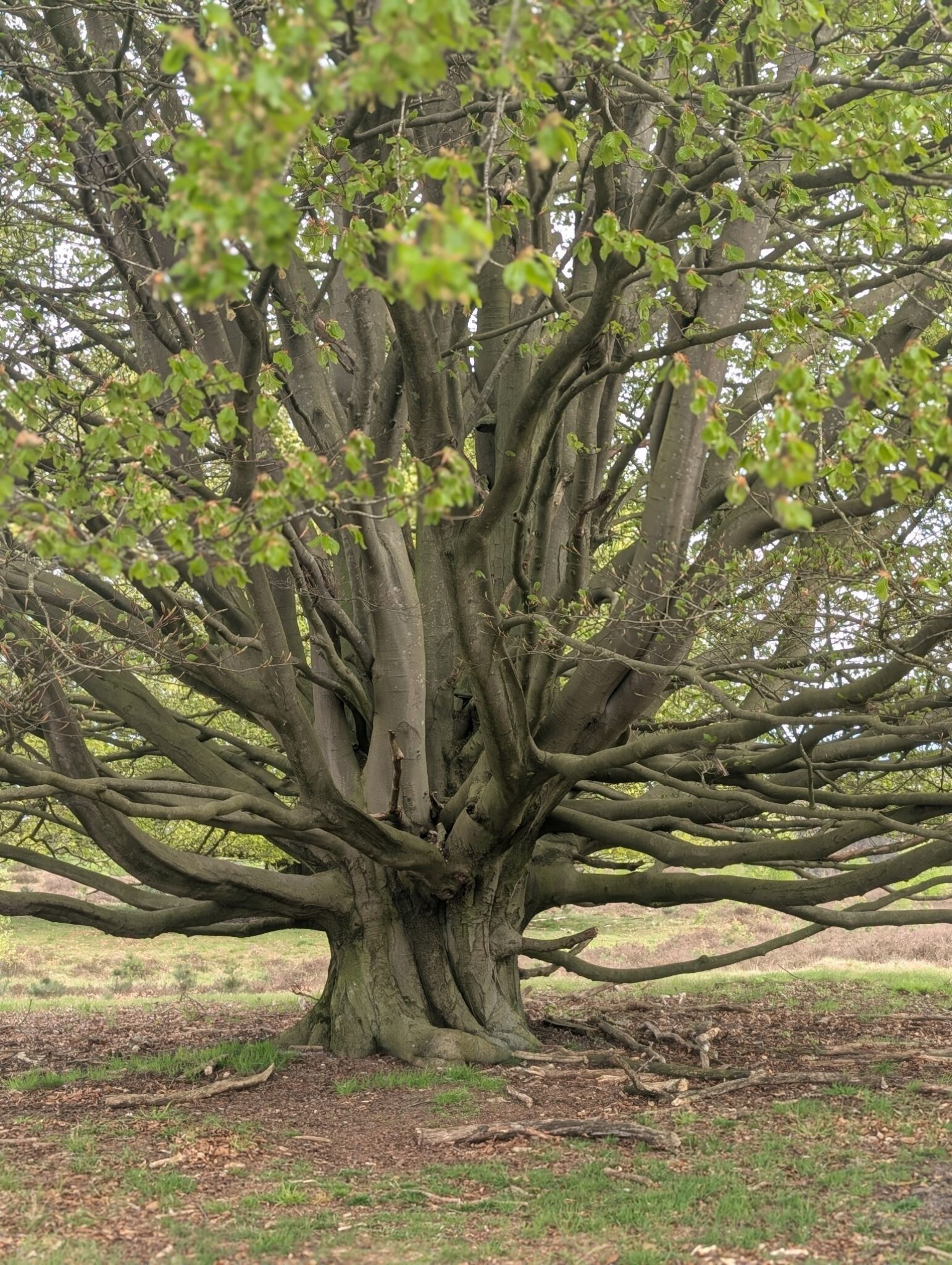 Wekeromse heide