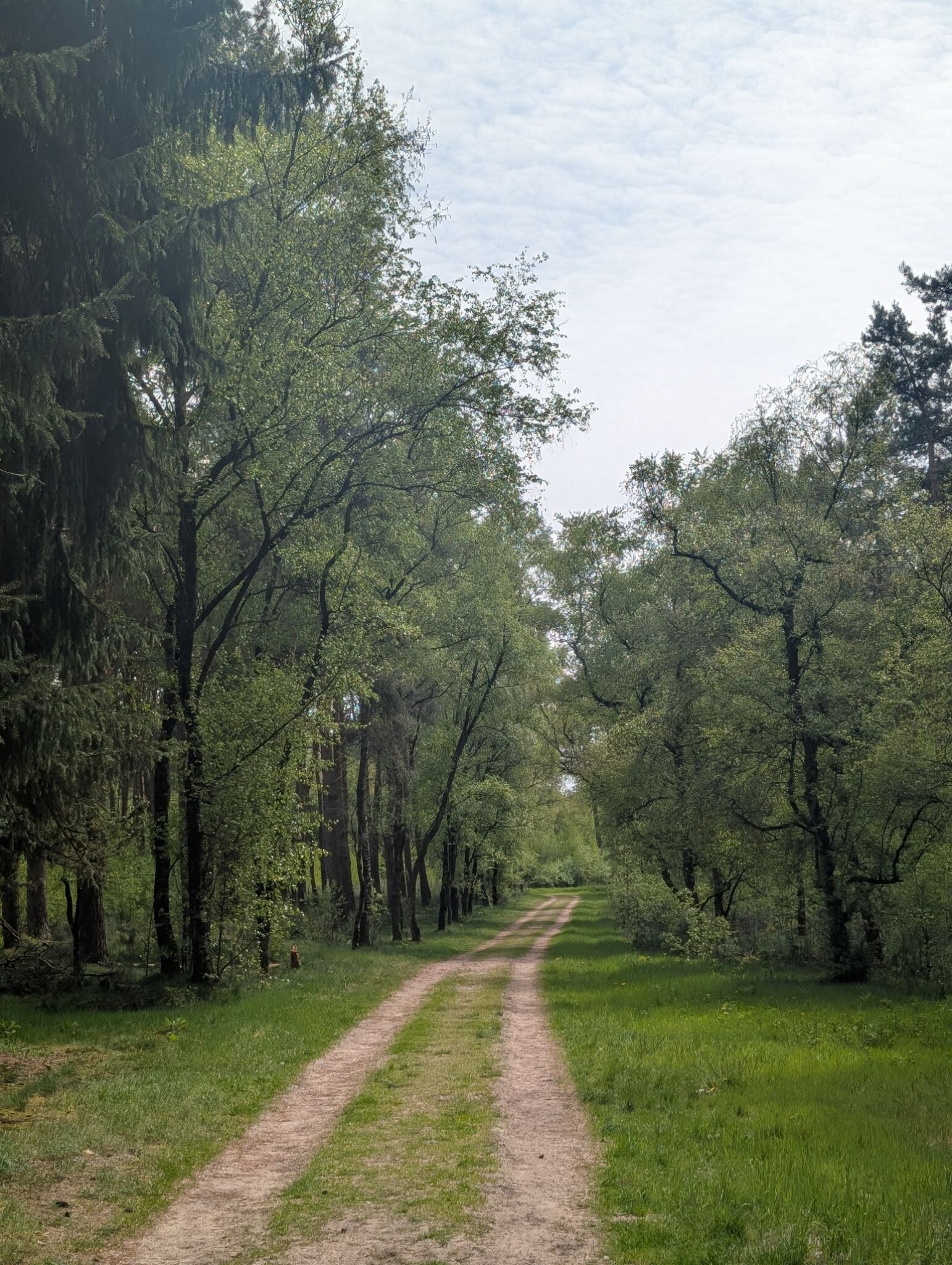 Wekeromse heide