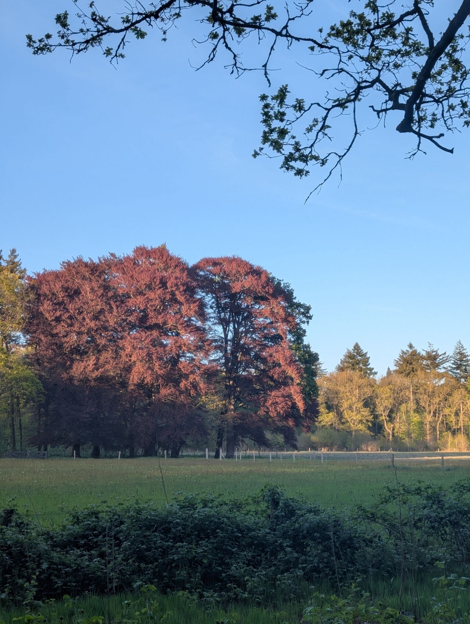 Groevenbeek